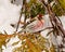 Common Red poll Photo and Image. Close-up profile side view in the winter season perched on a cedar tree with a blur forest