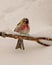 Common Red poll Photo and Image. Front view in the winter season perched with a white background and falling snow on the bird in