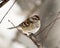 Common Red poll Photo. Image. Perched on a branch in the winter season with falling snow on its feathers and enjoying its