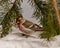 Common Red poll Photo and Image. Red poll close-up profile view, standing on snow with cedar branches in its environment and