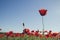 Common red poppies growing wild in the countryside