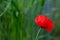 Common red poppy called Papaver rhoeas and which grows wild in meadows in late spring.