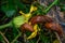 Common red slug in the grass .Snail with lettuce leaf