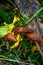 Common red slug in the grass .Snail with lettuce leaf