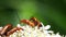 Common Red Soldier Beetle, Soldier Beetle, Rhagonycha fulva