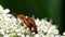 Common Red Soldier Beetle, Soldier Beetle, Rhagonycha fulva