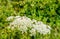 Common red soldier beetles on a white blossoming wild carrot