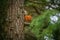 Common red squirrel sitting on a branch of a large coniferous tree