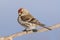 Common redpoll