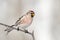 Common redpoll