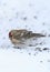 Common Redpoll