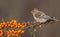 Common Redpoll - Acanthis flammea