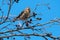 Common Redpoll - Acanthis flammea