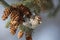 Common redpoll acanthis flammea female