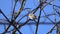 Common Redpoll Acanthis flammea female  sits on a tree branch