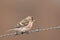 Common Redpoll acanthis flammea sitting on a barbed wire