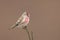 Common Redpoll Acanthis flammea sitting on a twig.