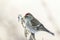 The common redpoll or mealy redpoll (Acanthis flammea)