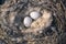 Common redpoll nest and eggs in the wild. nesting mealy redpoll