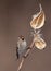 Common Redpoll perched on milkweed in winter