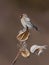 Common Redpoll perched on milkweed in winter