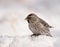 Common Redpoll on snow