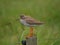 Common Redshank Bird on Pole