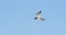 Common Redshank in flight.