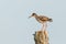 Common redshank lands on pillar