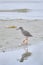 Common redshank looking for food