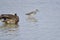 Common redshank looking for food