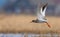 Common Redshank in speedy flight over yellow grass and waterpond with fully lifted wings legs and tail