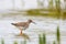 Common Redshank standing in shallow water