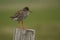 Common Redshank standing on a wooden post with green background