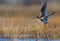 Common Redshank in take off flight over swamp and waterpond with fully spreaded wings and long legs with splash of water