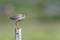 Common redshank, tringa totanus