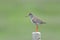 Common redshank, tringa totanus