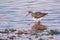 Common Redshank - Tringa totanus feeding on an estuary.