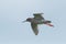 Common redshank, Tringa totanus, in flight.