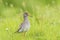 Common redshank tringa totanus on a vibrant meadow