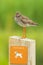 Common redshank tringa totanus wader bird perched on a warning sign to keep dogs on a leash