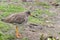 Common Redshanks (Tringa totanus)