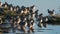 Common Redshanks, Tringa totanus in environment