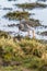 Common Redshanks, Tringa totanus in environment in Marshland