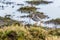 Common Redshanks, Tringa totanus in environment in Marshland