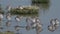 Common Redshanks, Tringa totanus in environment in Marshland