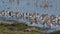 Common Redshanks, Tringa totanus in environment in Marshland