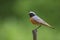 Common Redstart