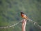 The common redstart bird sitting on fence , Phoenicurus phoenicurus