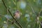 Common Redstart, female